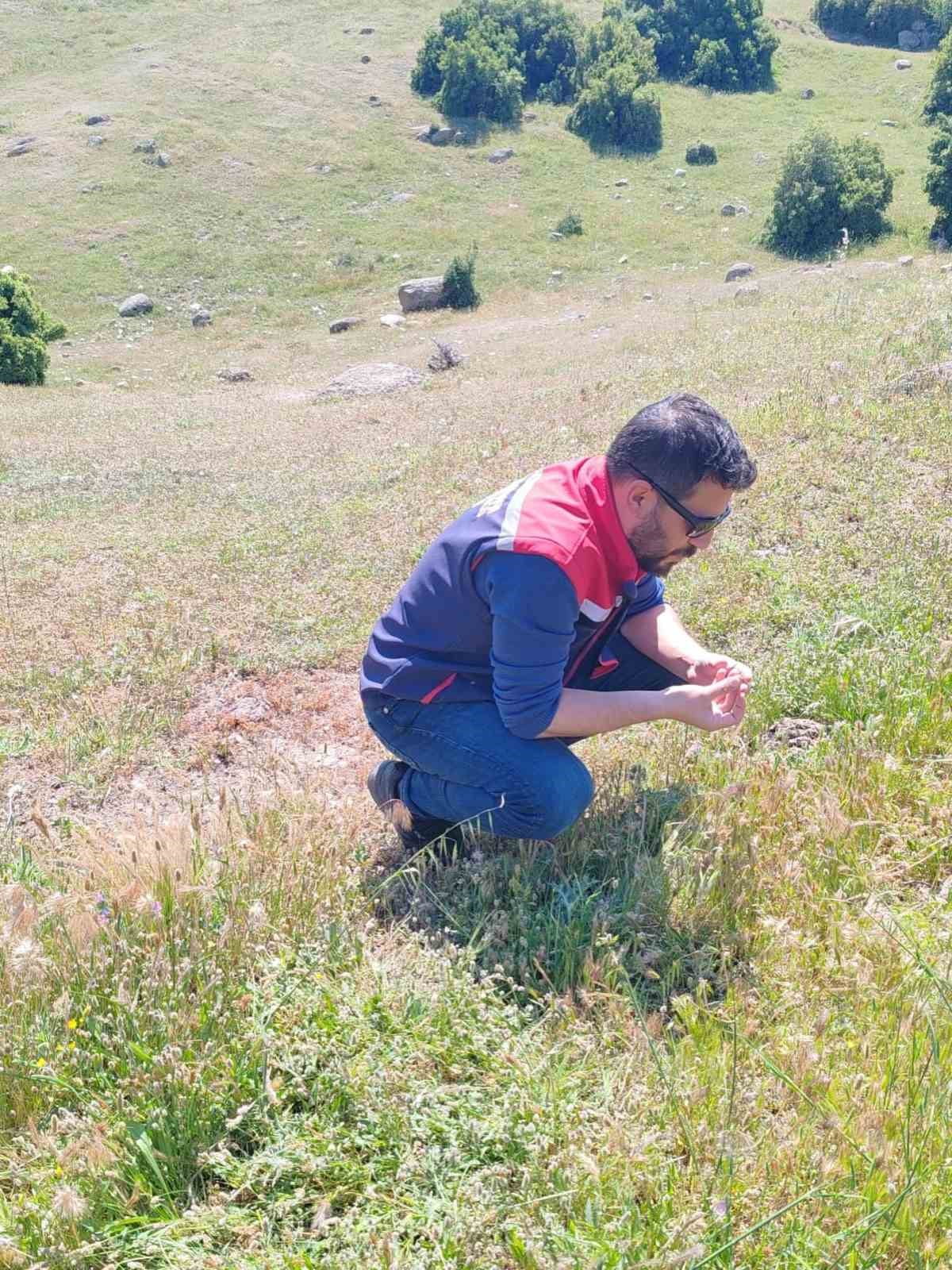 AYDIN'IN KOÇARLI İLÇESİNDE İLÇE TARIM EKİPLERİ, GARSİYAT SAHALARINDA ÇEKİRGE TESPİT ÇALIŞMALARI...