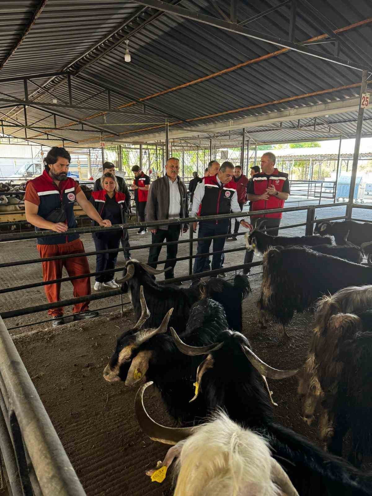 AYDIN İL TARIM VE ORMAN MÜDÜRLÜĞÜ TARAFINDAN KURBAN BAYRAMI ÖNCESİNDE KURBAN SATIŞ YERLERİNDE...