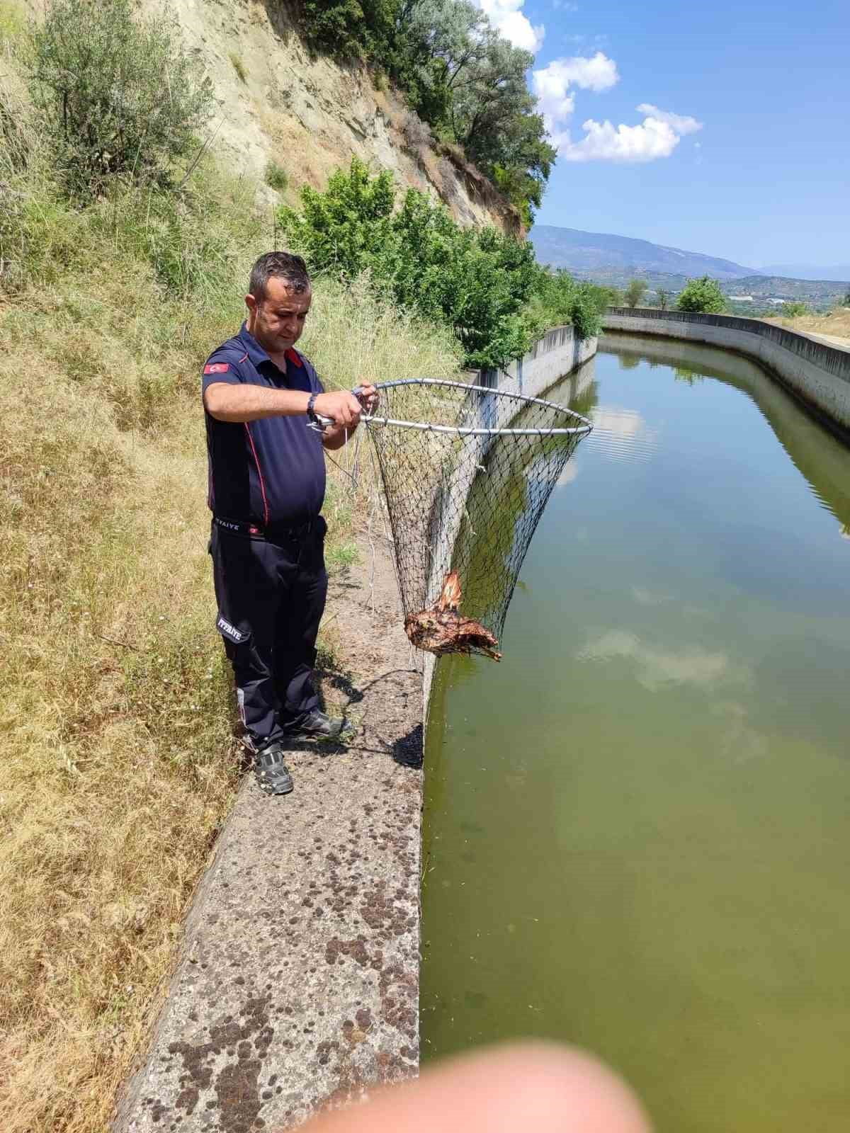 AYDIN’IN BOZDOĞAN İLÇESİNDE SULAMA KANALINA DÜŞEN YARALI KARTAL, AYDIN BÜYÜKŞEHİR BELEDİYESİ...