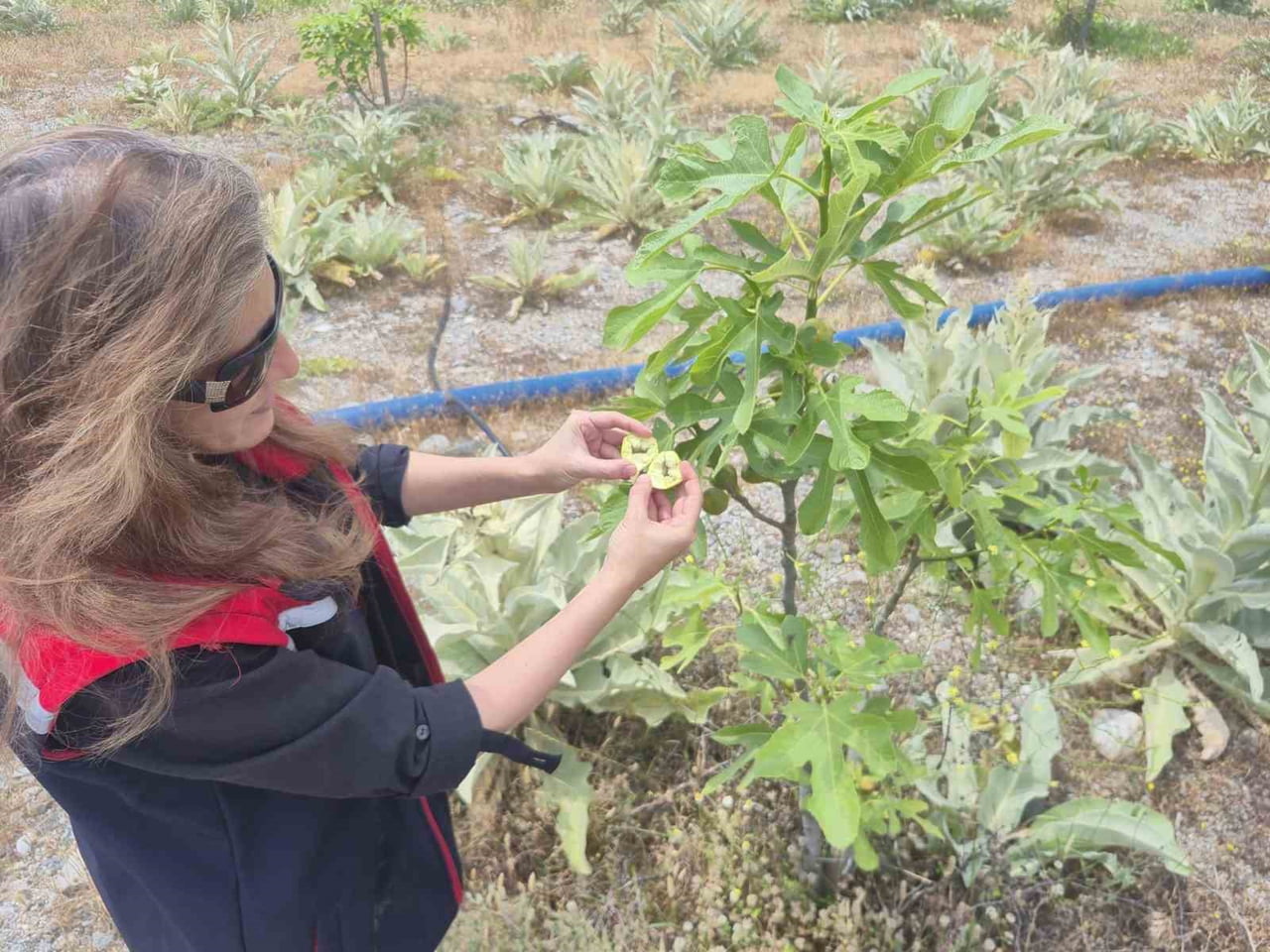 AYDIN’IN BUHARKENT İLÇESİNDE İLEK İHTİYACINDA BAĞIMSIZLIK HEDEFİYLE KURULAN BAHÇELERDE YAPILAN...