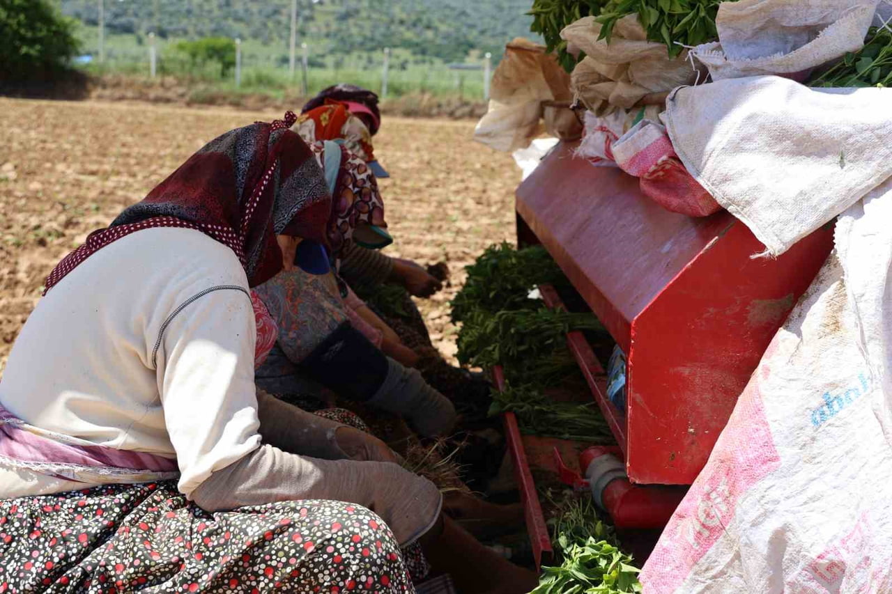AYDIN’IN ÇİNE İLÇESİNDE SABAHIN ERKEN SAATLERİNDE TARLAYA İNEN ÜRETİCİLER, BİBER EKİMLERİNE...