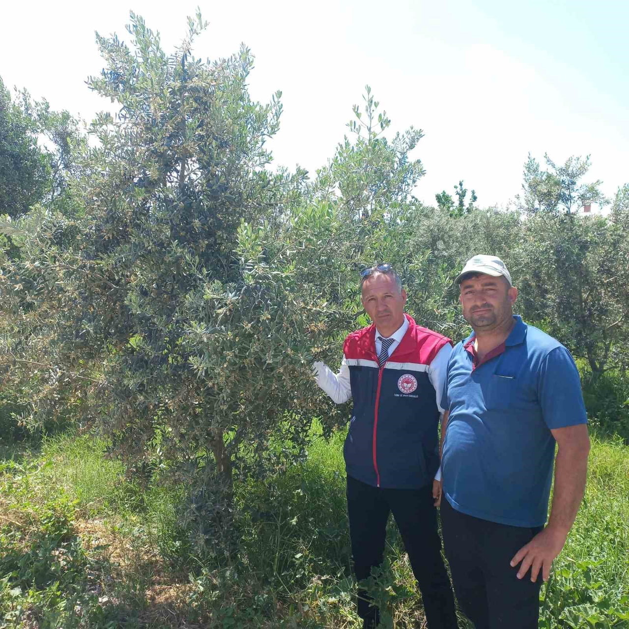 AYDIN’IN DİDİM İLÇESİNDE 2026 YILI ZEYTİN VE ZEYTİNYAĞI REKOLTESİNİN BELİRLENMESİNE YÖNELİK VERİM...