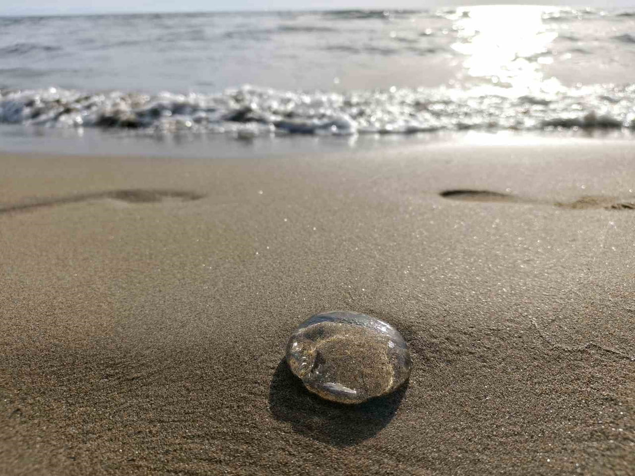 AYDIN’IN KUŞADASI İLÇESİ İLE İZMİR’İN SELÇUK İLÇESİ ARASINDA KALAN KIYI ŞERİDİNDE ÇOK SAYIDA...