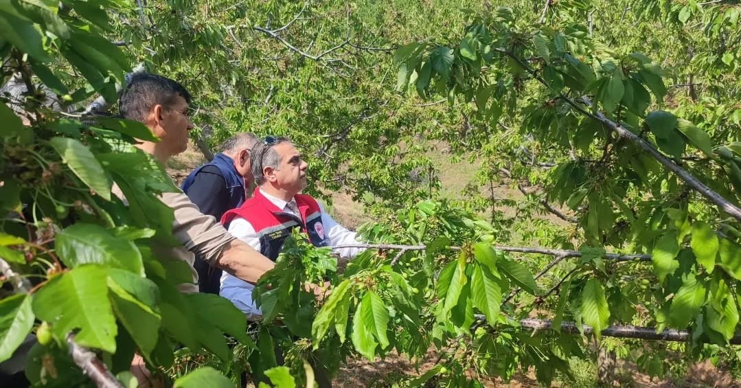 AYDIN’IN KUYUCAK İLÇESİNDE ETKİLİ OLAN DOLU YAĞIŞI NEDENİYLE ZARAR GÖREN TARIM ARAZİLERİNDE...