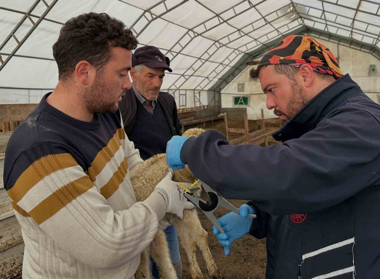 AYDINTEPE’DE KÜÇÜKBAŞ HAYVANLAR AŞILANIP KAYIT ALTINA ALINIYOR