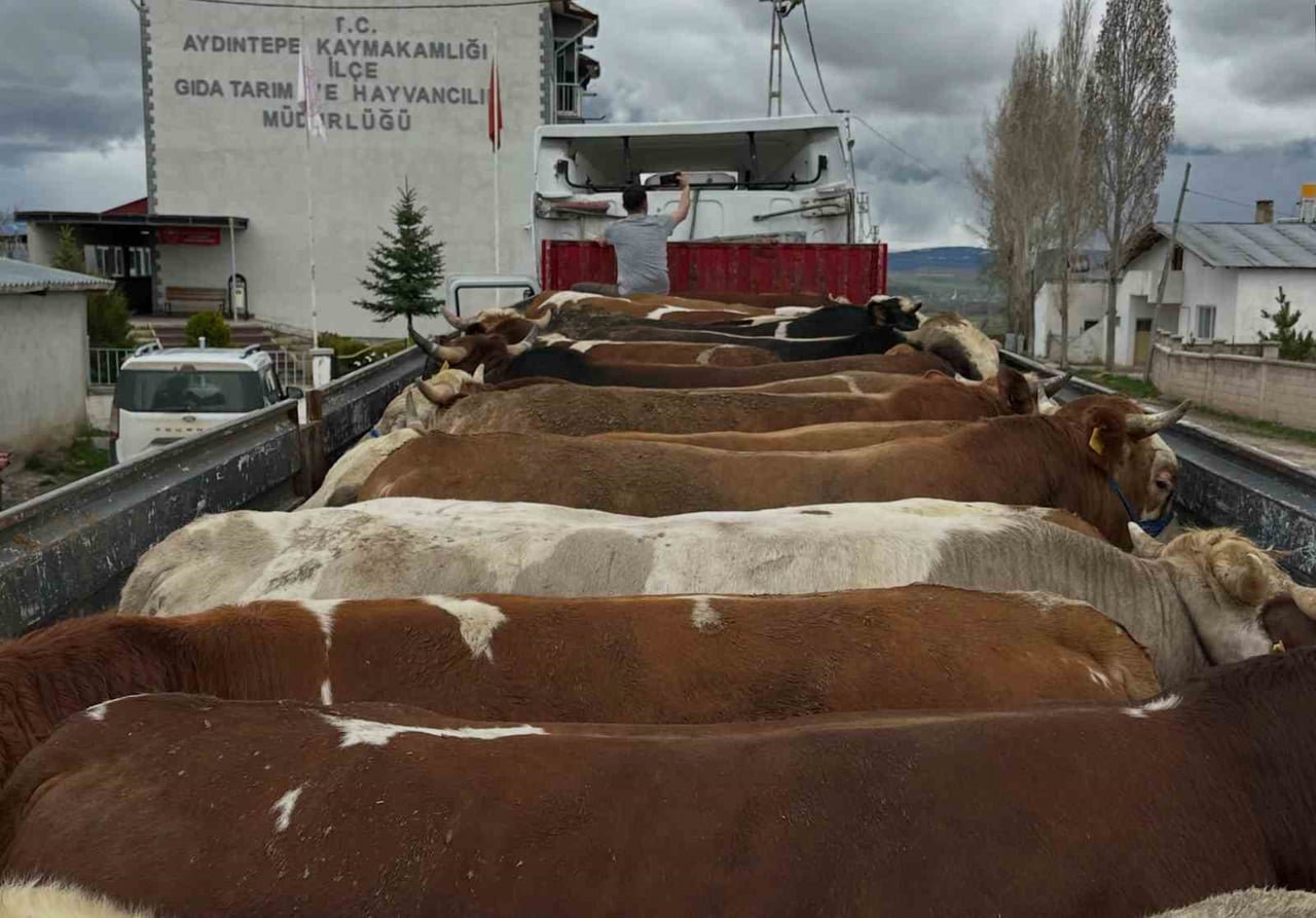 AYDINTEPE’DE KURBAN BAYRAMI ÖNCESİ HAYVAN NAKİLLERİ DENETLENİYOR