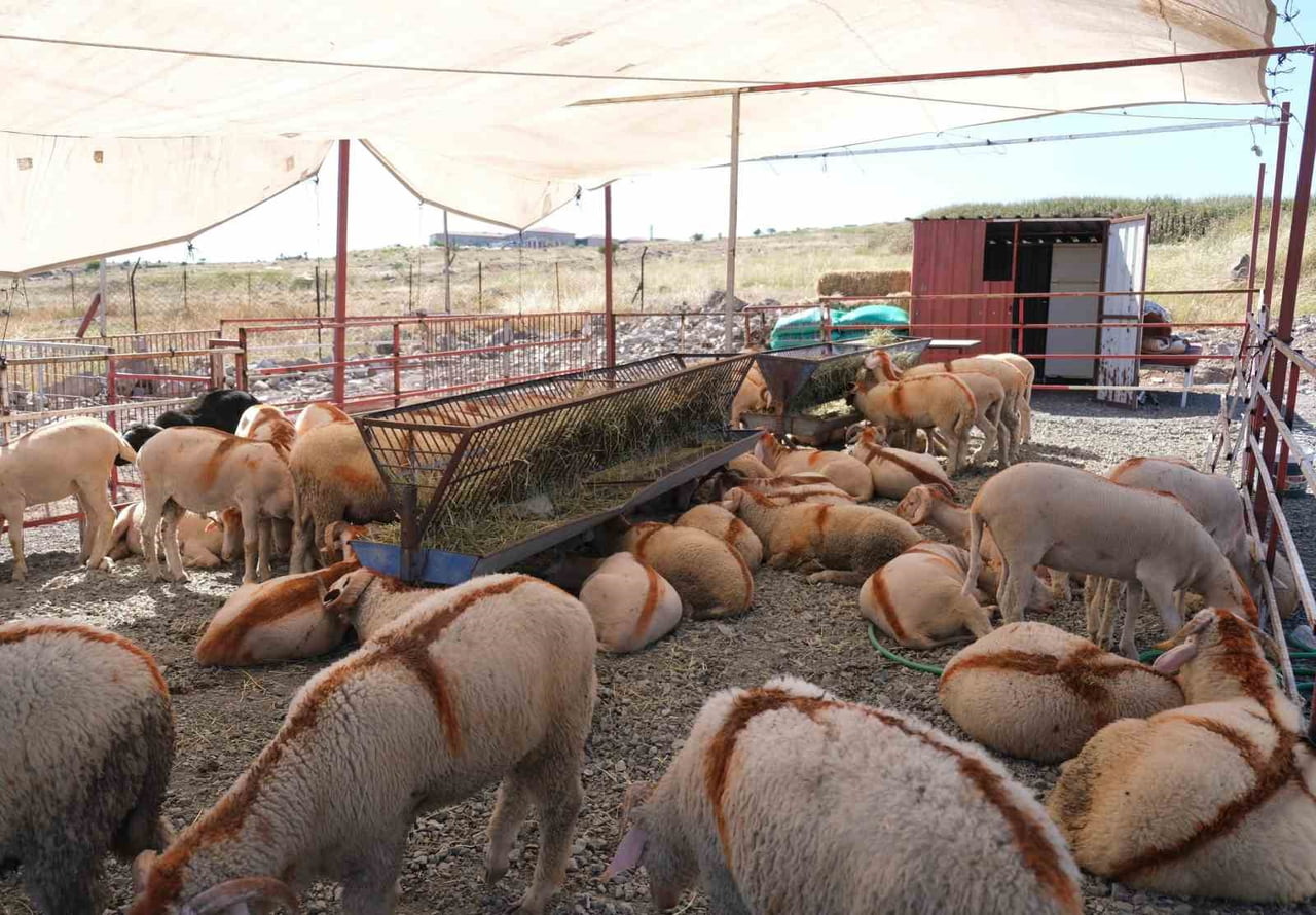 AYVALIK’TA KURBAN PAZARI HİZMETE AÇILDI