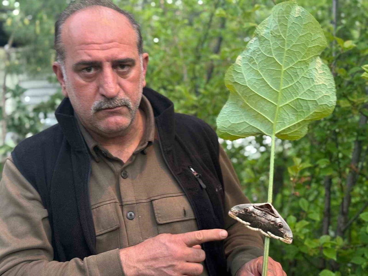 BAHÇESİNDE ÇALIŞTIĞI SIRADA KABALAK YAPRAĞI ÜZERİNDEKİ BÜYÜK KELEBEĞİN DİKKATİNİ ÇEKTİĞİNİ...