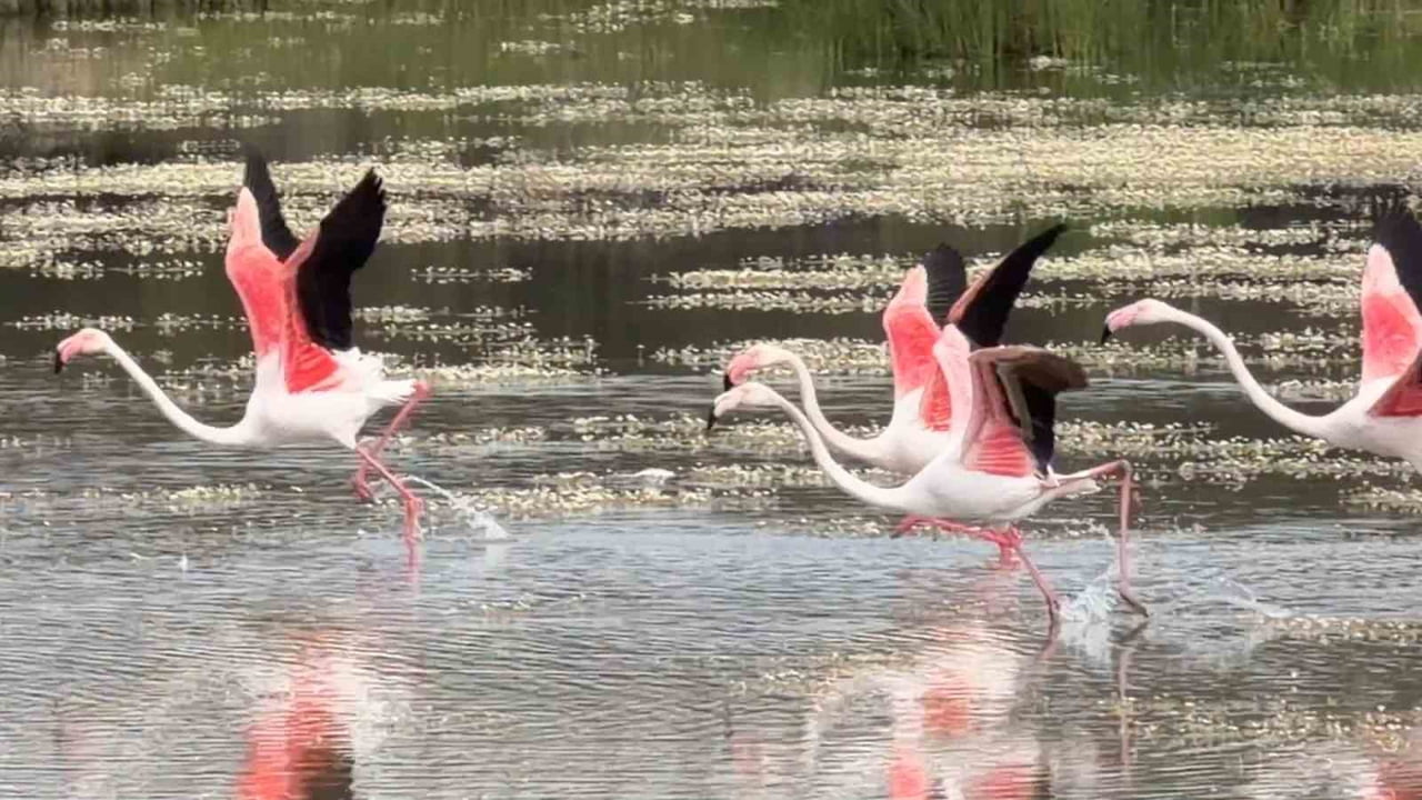 BALIKESİR’İN AYVALIK İLÇESİNDEKİ LAGÜNLER VE SIĞ KIYILAR, DOĞANIN EN ZARİF DANSÇILARI OLARAK...
