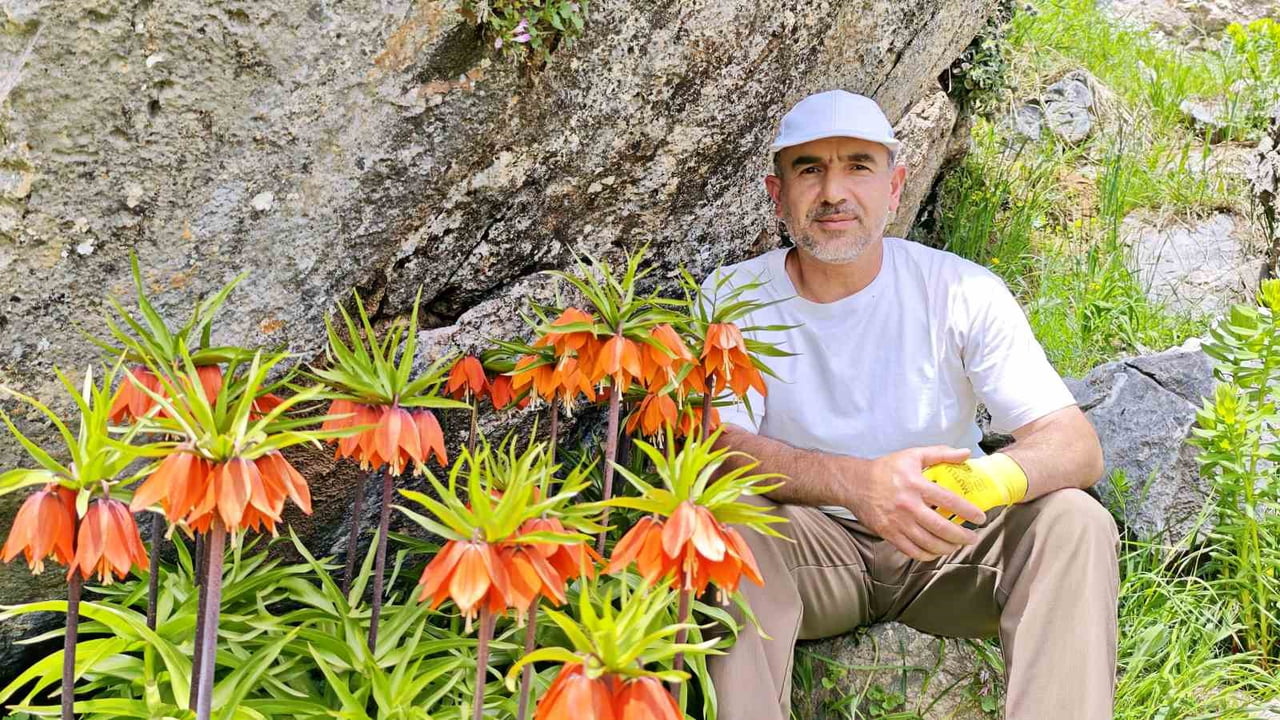BATMAN'DA 2 BİN RAKIMDA AÇAN VE HALK ARASINDA ''AĞLAYAN GELİN'' ADIYLA BİLİNEN TERS LALELER...