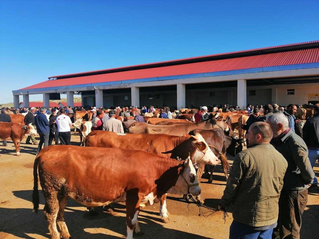 BAYBURT'TA KURBANLIK SATIŞLARI BUGÜN BAŞLADI