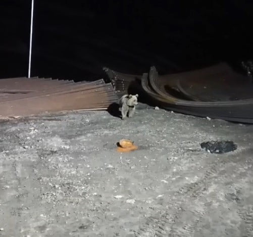 BAYBURT’TA KÖPEKLERİN KOVALADIĞI AYI YEMEĞİNİ BIRAKMADI