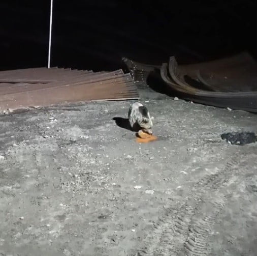 BAYBURT’TA KÖPEKLERİN KOVALADIĞI AYI YEMEĞİNİ BIRAKMADI