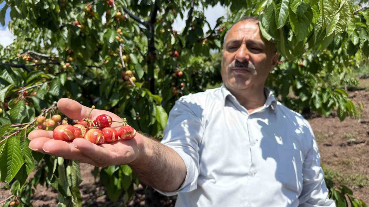 BELDEDE ÇİFTÇİLİKLE UĞRAŞAN ALAATTİN ÖNCÜ'YE AİT 65 ADET ERKENCİ KİRAZ AĞACINDAKİ MEYVELER, YAĞMUR...