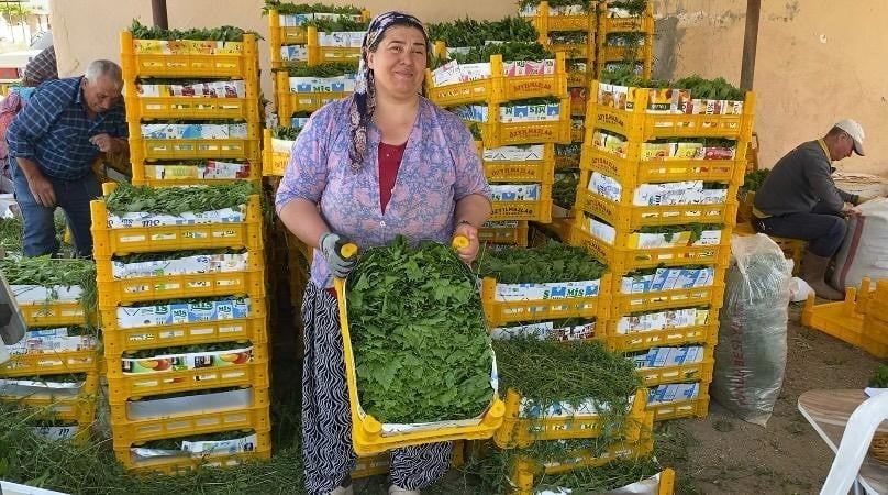 BELENYAKA MAHALLESİ MEVKİİNDE ASMA YAPRAĞI ALIMI YAPAN KADRİYE KÖSEBAŞ EVREN, SEZONUN VERİMLİ...