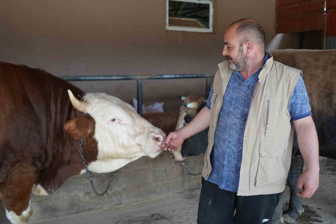 BESİCİ SERKAN MOĞULTAY, SEZONA YAKLAŞIK 250-300 KURBANLIK VE DAMIZLIK HAYVANLA HAZIRLANDIKLARINI...