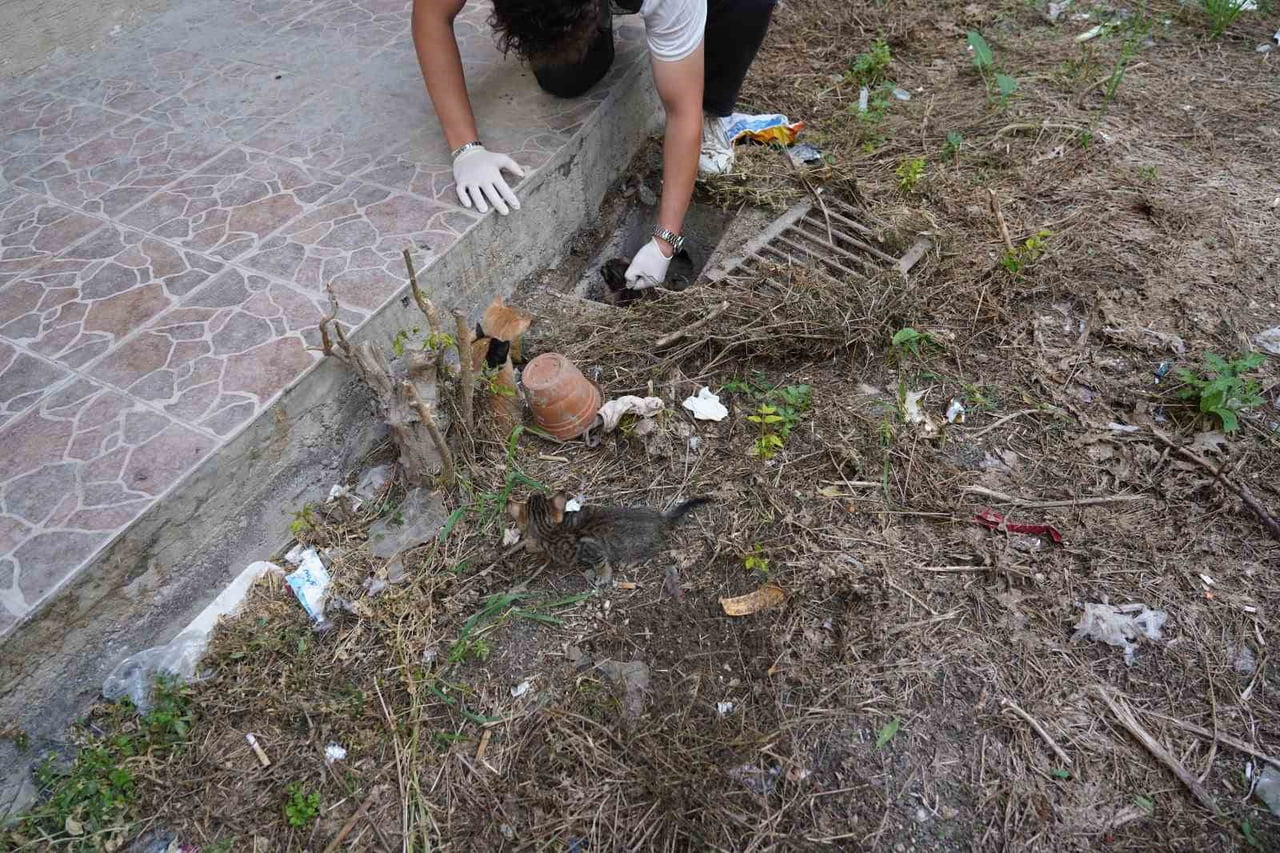 BİLECİK'TE BELEDİYE EKİPLERİ CADDE ÜZERİNDEKİ MAZGALA SIKIŞAN KEDİ YAVRULARINI KURTARDI.