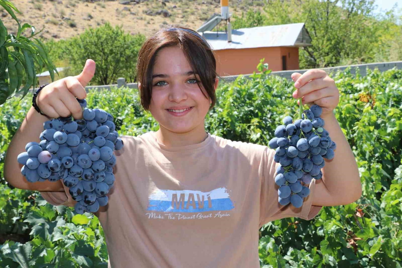 BİLİMSEL ARAŞTIRMA CİMİN ÜZÜMÜNÜN ÇEKİRDEĞİNDEKİ GÜÇLÜ ETKİYİ ORTAYA KOYDU