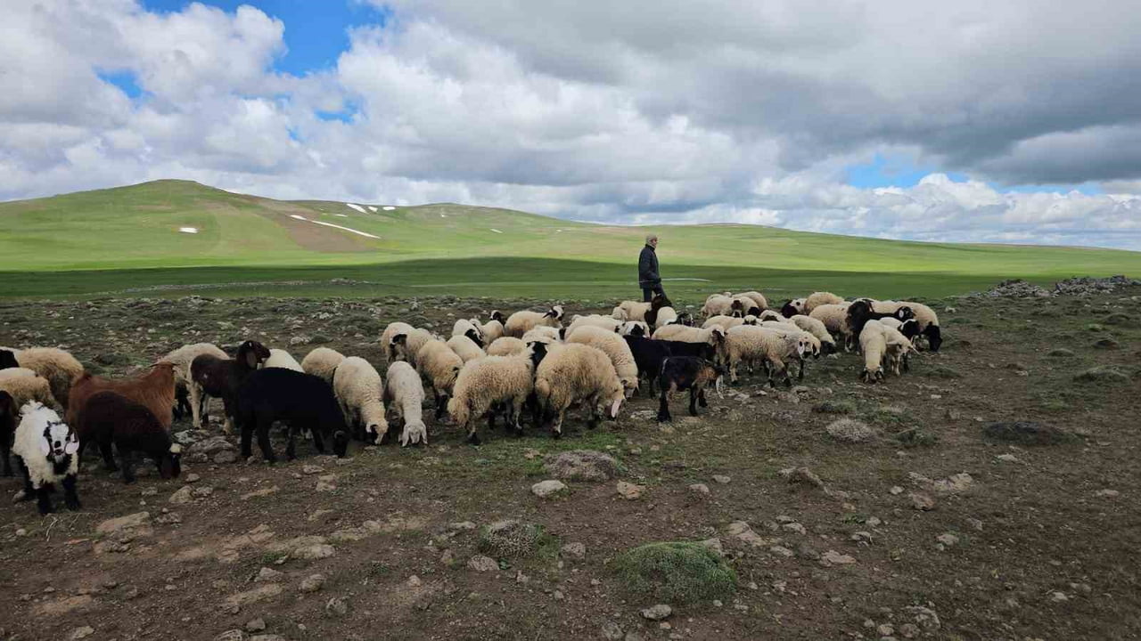 BİTLİS’İN ADİLCEVAZ İLÇESİNDE HAVALARIN ISINMASIYLA BİRLİKTE BESİCİLER, SÜRÜLERİNİ YÜKSEK RAKIMLI...