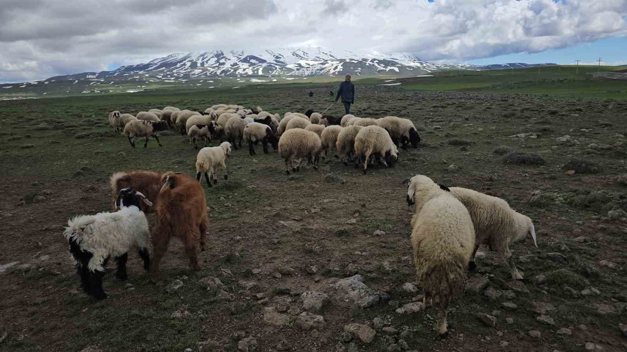 BİTLİS’İN ADİLCEVAZ İLÇESİNDE HAVALARIN ISINMASIYLA BİRLİKTE BESİCİLER, SÜRÜLERİNİ YÜKSEK RAKIMLI...