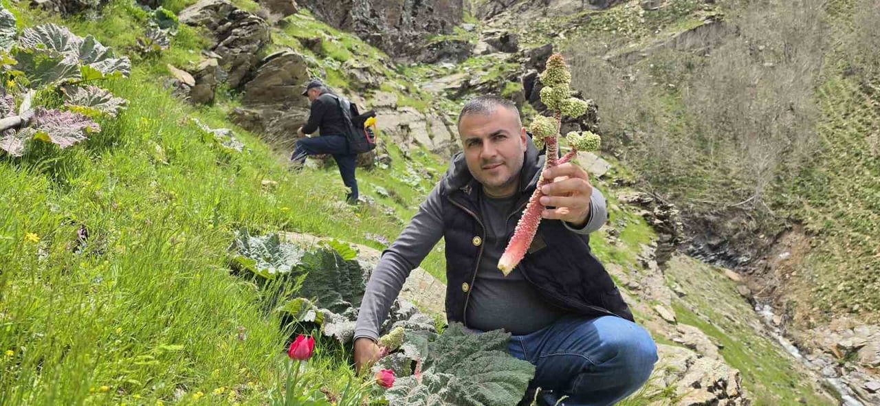 BİTLİSLİLER, BAHAR MEVSİMİYLE BİRLİKTE YÜKSEK RAKIMLI DAĞLARDA YETİŞEN VE HALK ARASINDA “YAYLA...