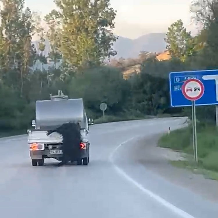 BOLU'DA KURBANLIK HAYVANIN BACAKLARINDAN BAĞLANARAK HAREKET HALİNDEKİ SÜT ARACININ ARKASINDAN...