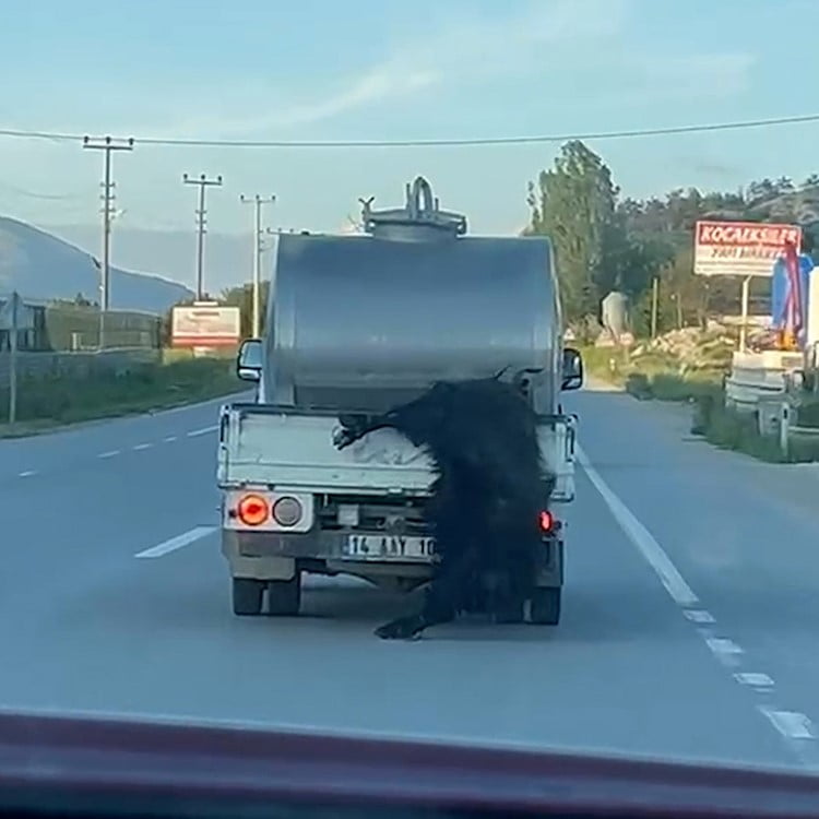 BOLU'DA KURBANLIK HAYVANIN BACAKLARINDAN BAĞLANARAK HAREKET HALİNDEKİ SÜT ARACININ ARKASINDAN...
