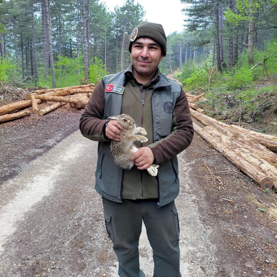 BOLU'NUN MENGEN İLÇESİNDE ORMANLIK ALANDA TOMRUKLARIN ARASINA SIKIŞAN YAVRU TAVŞAN, ORMAN MUHAFAZA...
