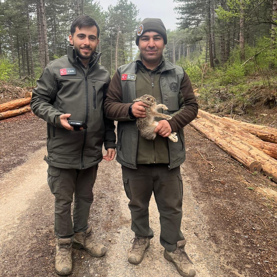 BOLU'NUN MENGEN İLÇESİNDE ORMANLIK ALANDA TOMRUKLARIN ARASINA SIKIŞAN YAVRU TAVŞAN, ORMAN MUHAFAZA...