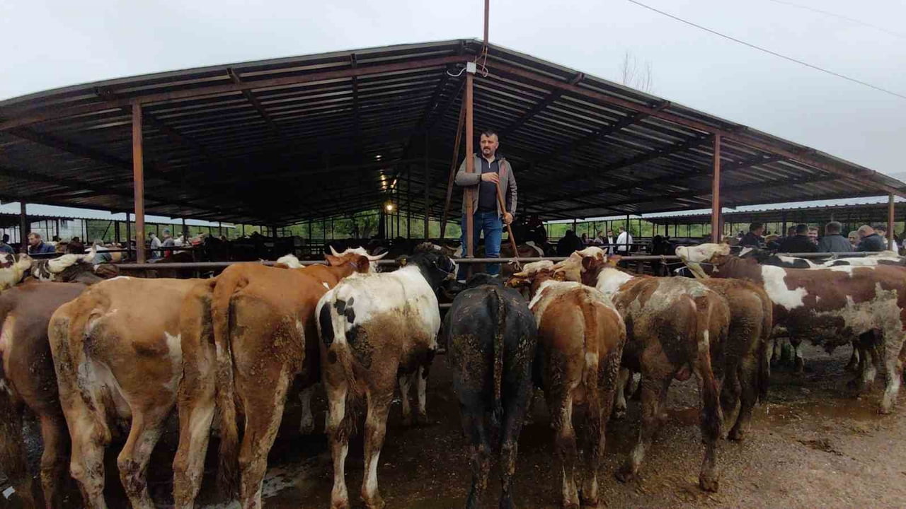 BOLU’DA KURBAN BAYRAMI’NA BİR GÜN KALA KURBAN PAZARLARINDAKİ PAZARLIKLAR KIZIŞTI. KURBAN ALIMINI...