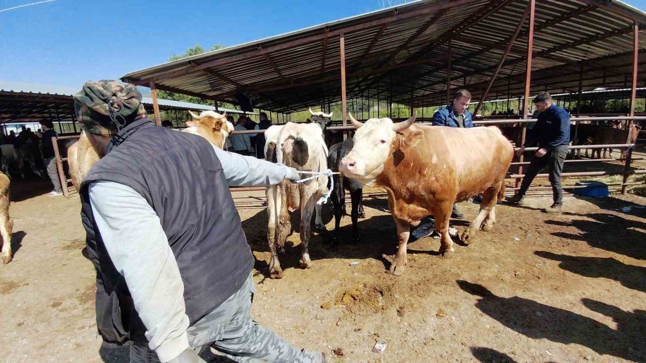 BOLU’DAKİ KURBAN PAZARINDA ALICI VE BESİCİLER 704 KİLOLUK DANA İÇİN DAKİKALARCA PAZARLIK YAPTI....