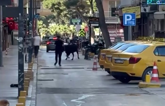 BORNOVA İLÇESİNDE SAHİBİNİN ELİNDEN KAÇAN KURBANLIK DANA, ÇEVREDEKİ VATANDAŞLARA KORKU DOLU ANLAR...