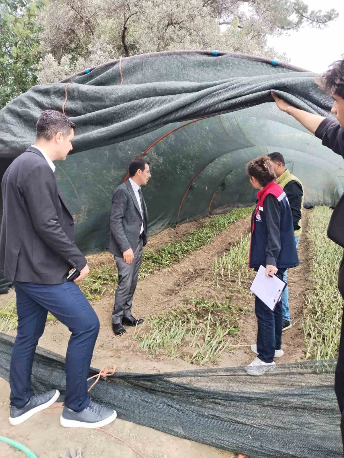BOZDOĞAN’DA SALEP HASADI KONTROL ALTINDA