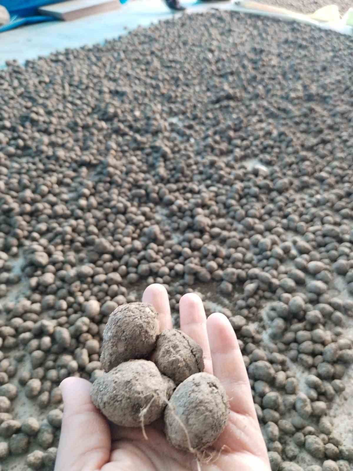 BOZDOĞAN’DA SALEP HASADI KONTROL ALTINDA