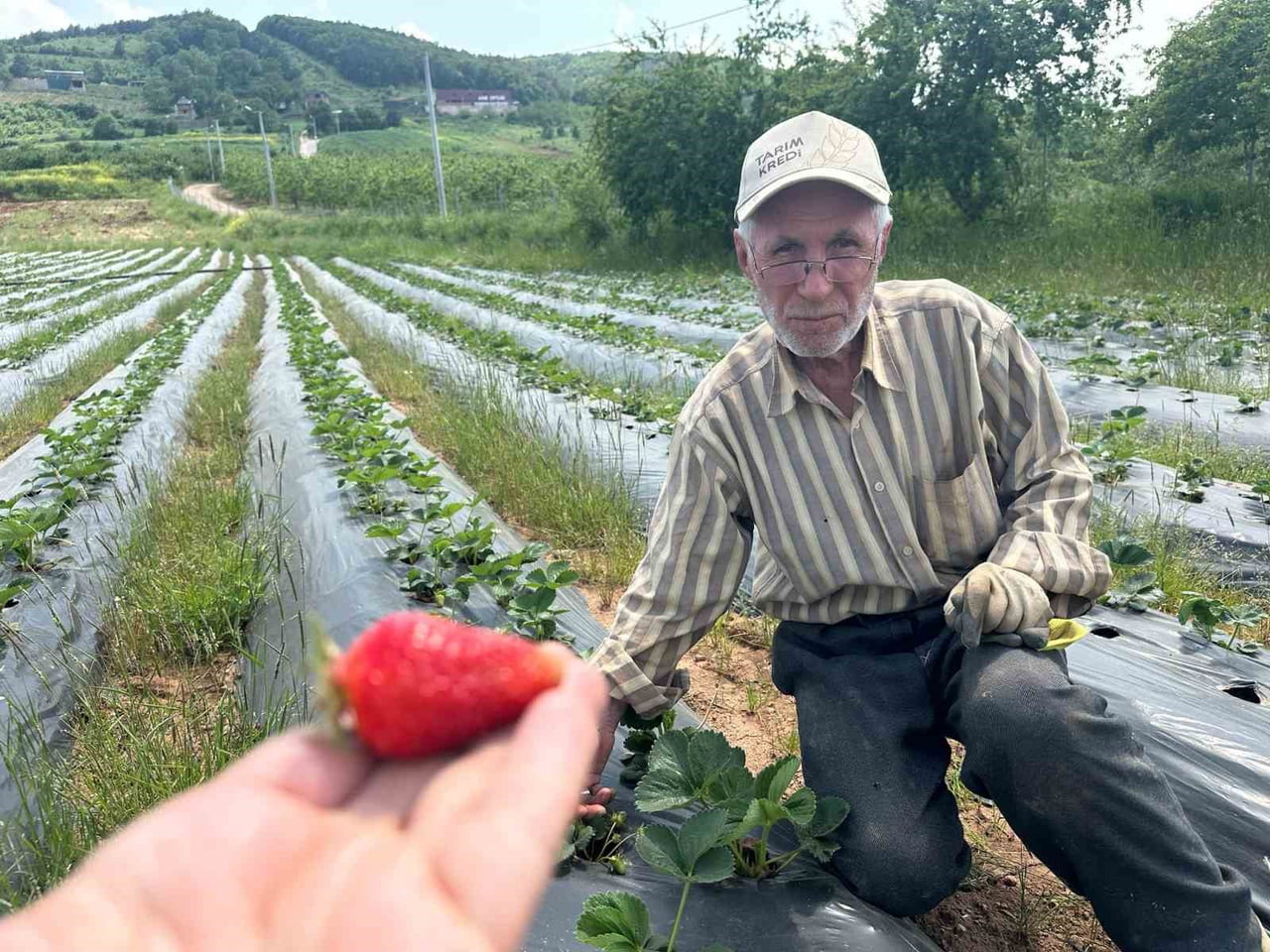 BURSA'DA ÇOCUKLUĞUNDAN BU YANA ÇİLEK ÜRETEN 77 YAŞINDAKİ İSMAİL KOZAN, BU YIL 4 DÖNÜMDE YAPTIĞI...