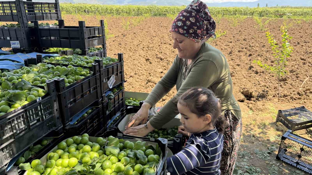 BURSA'NIN İZNİK İLÇESİNDE SEZONUN İLK ERİK HASADI DAVUL ZURNA EŞLİĞİNDE GÖBEK ATARAK YAPILDI....