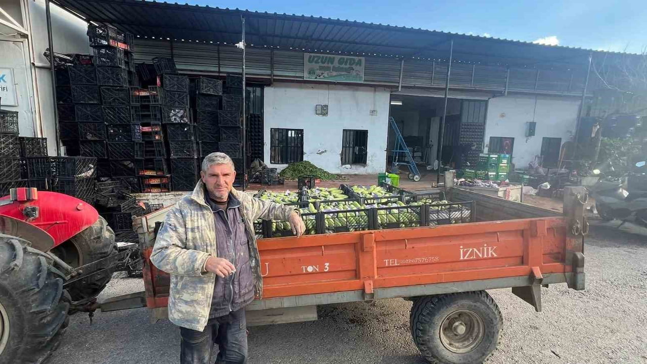 BURSA'NIN İZNİK İLÇESİNE BAĞLI BOYALICA MAHALLESİ'NDE YETİŞEN MEVSİM İLK KABAKLARININ HASADINA...