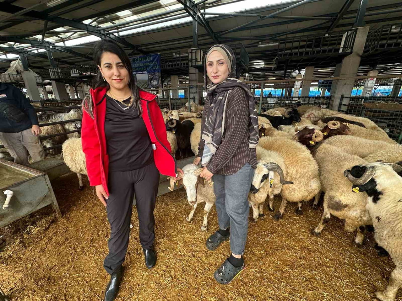 BURSA'NIN OSMANGAZİ İLÇESİNDE KURULAN KURBAN PAZARINDA KÜÇÜKBAŞ HAYVAN SATIŞI YAPAN İKİ GENÇ KADIN...