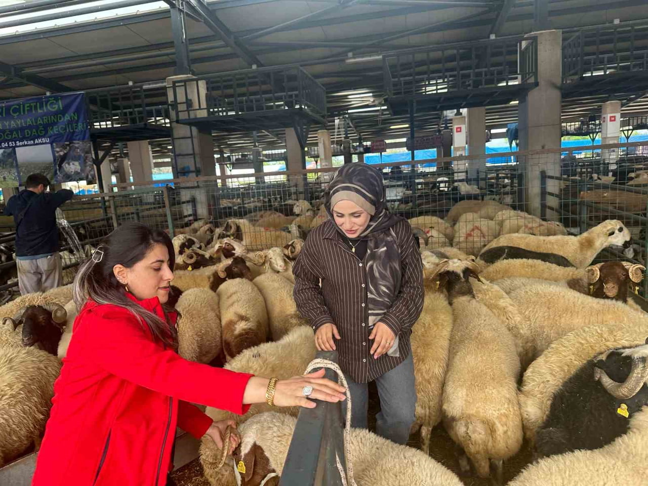 BURSA'NIN OSMANGAZİ İLÇESİNDE KURULAN KURBAN PAZARINDA KÜÇÜKBAŞ HAYVAN SATIŞI YAPAN İKİ GENÇ KADIN...