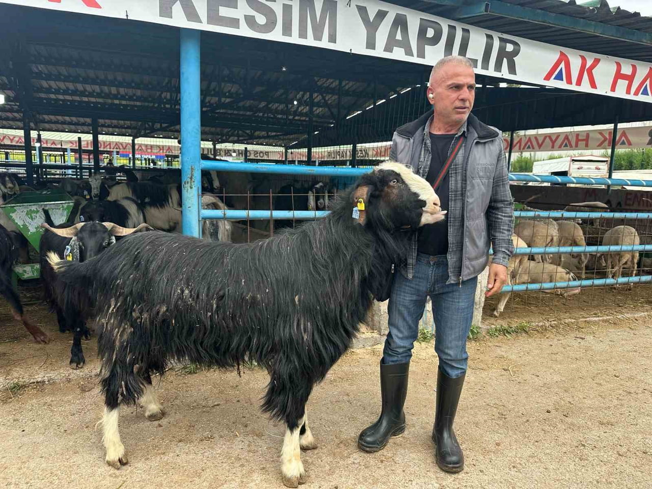 BURSA'NIN YILDIRIM İLÇESİNDEKİ İSABEY HAYVAN PAZARI'NDA AFYONKARAHİSAR'IN EMİRDAĞ İLÇESİNDEN...