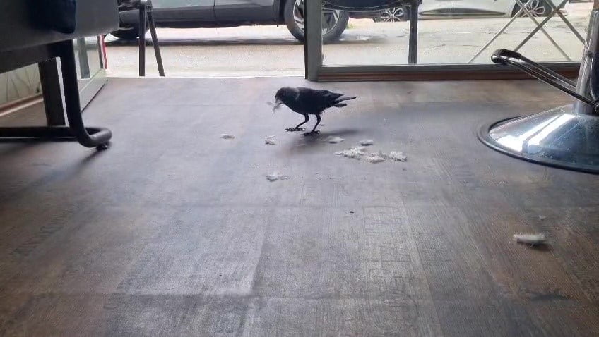 BURSA’DA ERKEK KUAFÖRLÜĞÜ YAPAN SUAT KARABAĞ’IN "KAHRAMAN" ADINI VERDİĞİ KARGA, İKİ HAFTADIR HER...
