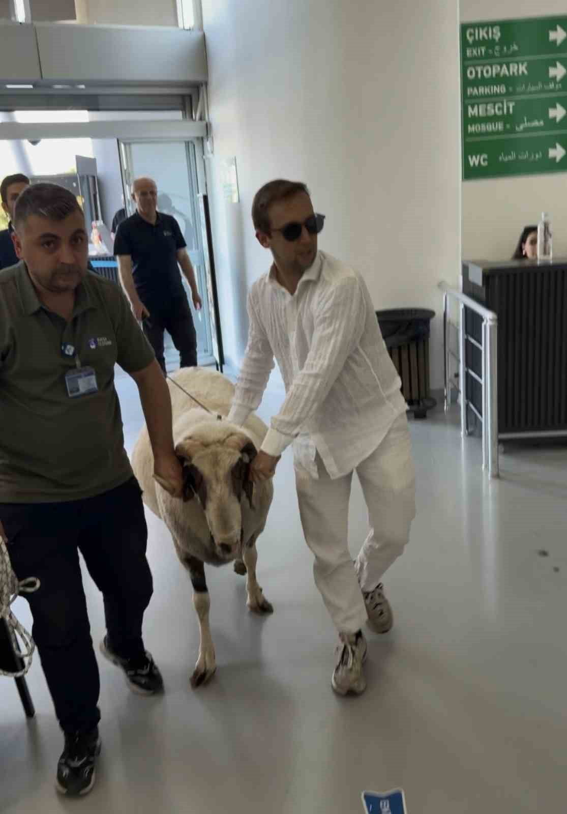 BURSA’DA YAŞAYAN MESUT CEYLAN, KURBAN BAYRAMI’NDA KESECEĞİ KOÇU ULUDAĞ’DA TELEFERİKLE GEZİNTİYE...