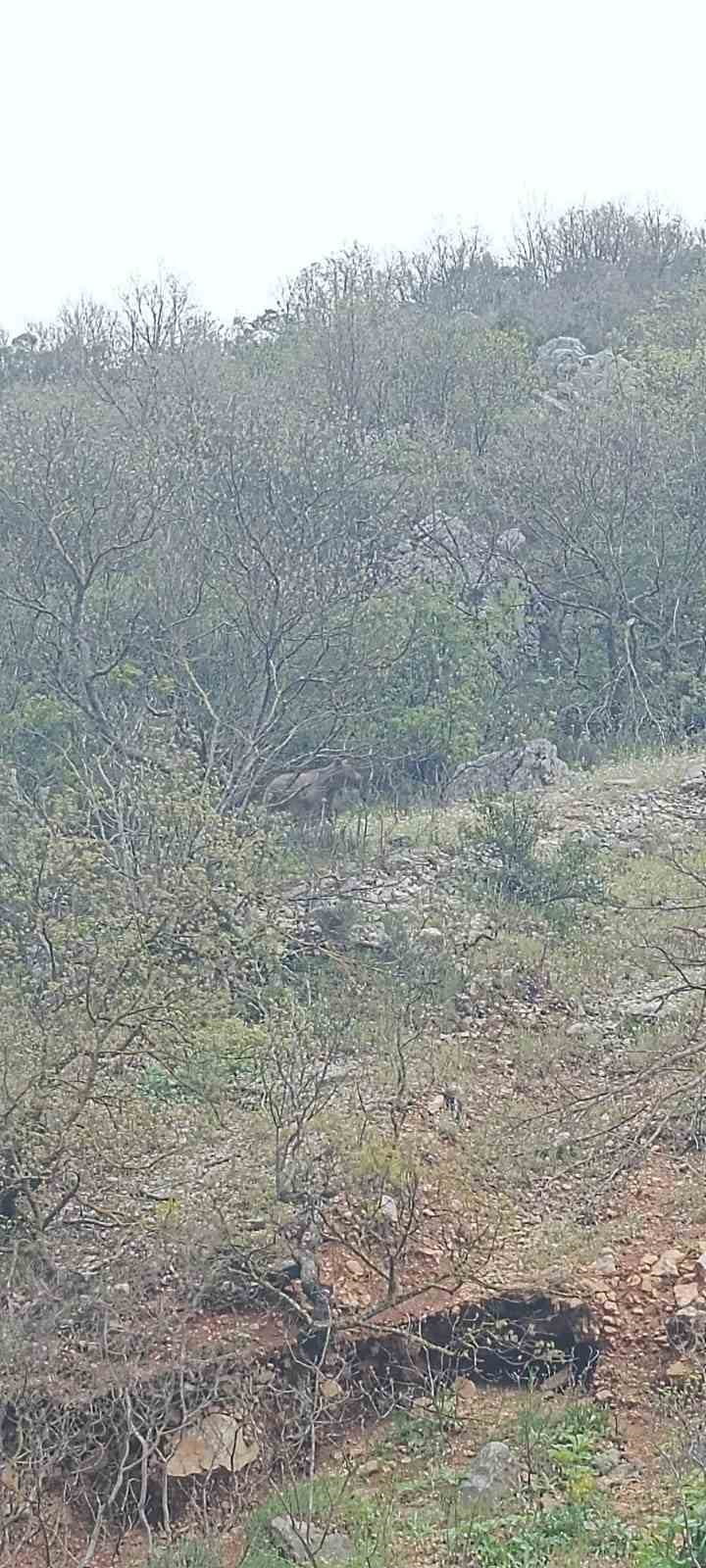 BURSA’NIN ORHANELİ İLÇESİ YOLUNDA ANA YOLA İNEN AYI VATANDAŞLAR TARAFINDAN GÖRÜNTÜLENDİ. AYININ...