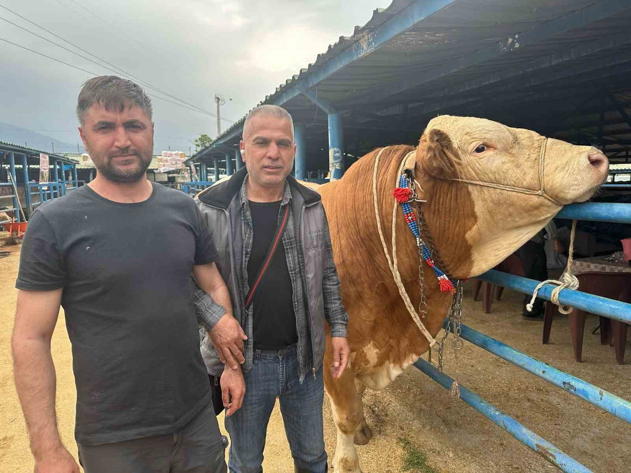BURSA’NIN YILDIRIM İLÇESİNDE KURULAN İSABEY KURBAN PAZARI’NDA, YAKLAŞAN KURBAN BAYRAMI ÖNCESİ...