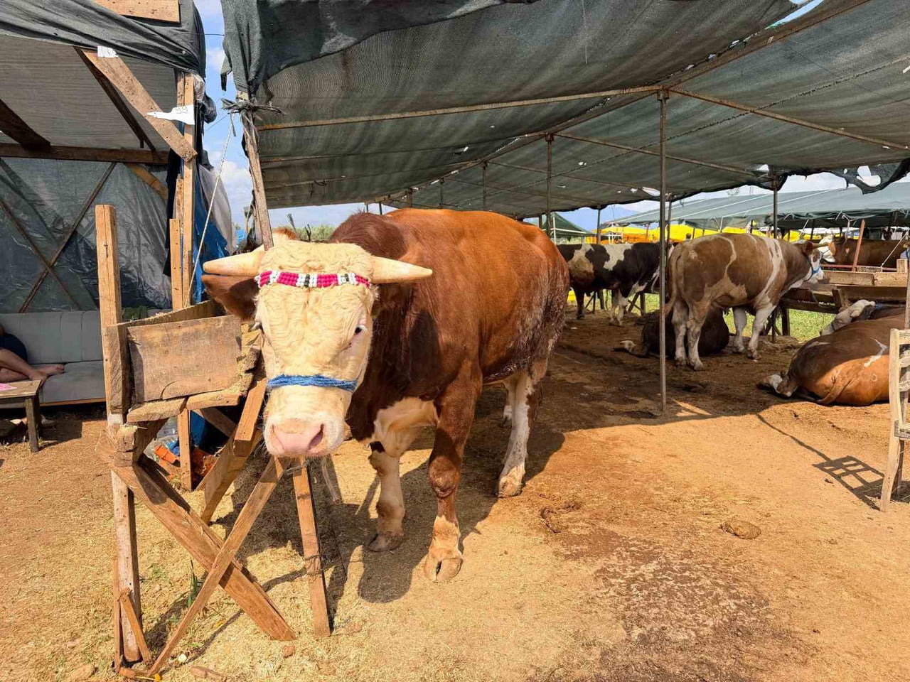 ÇAMLICA VE FEVZİ ÇAKMAK MAHALLELERİNDE KURBAN SATIŞ ALANLARI KURAN KEPEZ BELEDİYESİ, İLÇENİN 10...