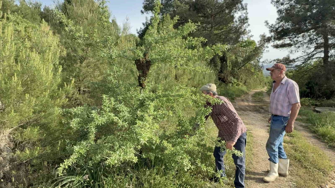ÇANAKKALE'DE YAVRU ARI BOLLUĞU, ARI ÜRETİCİSİNİN YÜZÜNÜ GÜLDÜRDÜ.