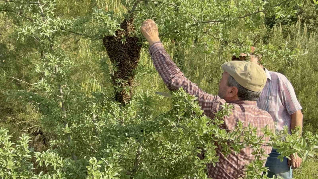 ÇANAKKALE'DE YAVRU ARI BOLLUĞU, ARI ÜRETİCİSİNİN YÜZÜNÜ GÜLDÜRDÜ.