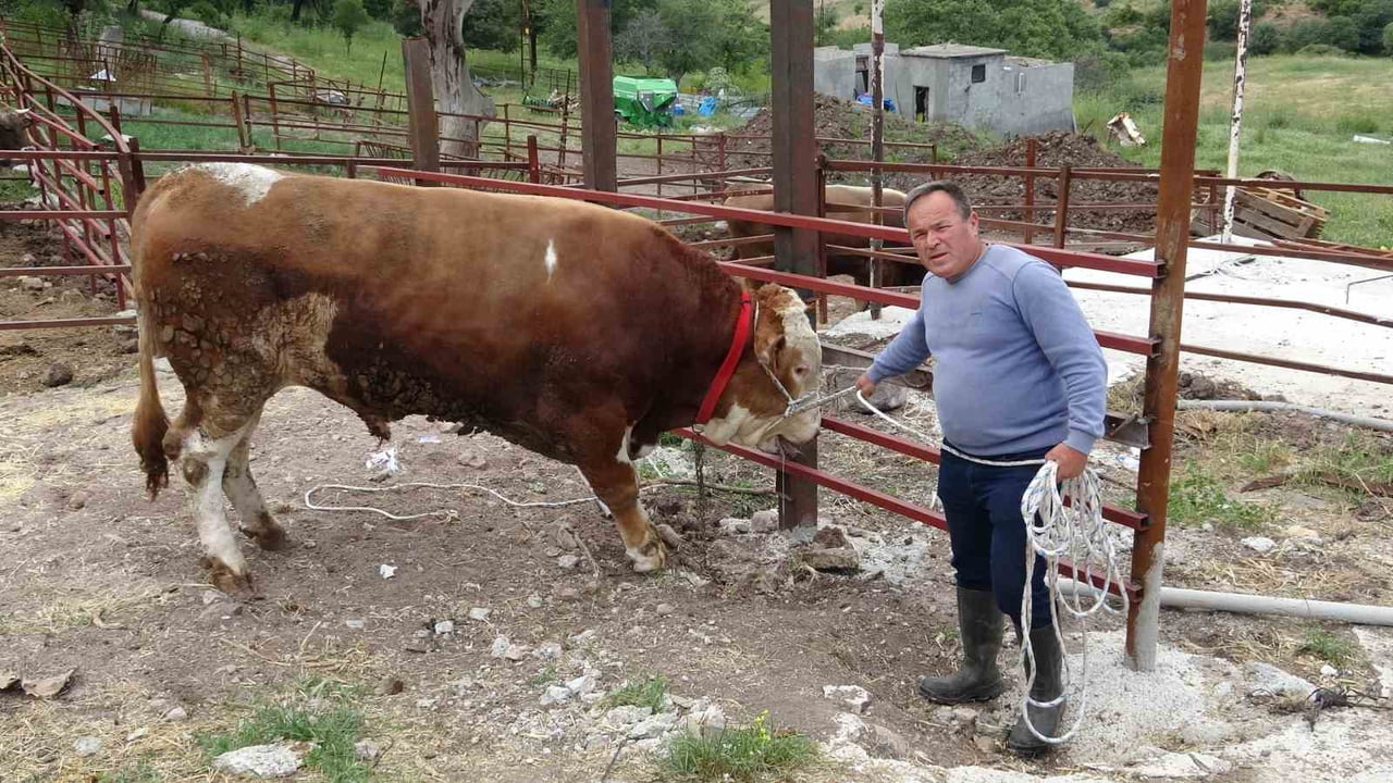ÇANAKKALE'NİN AYVACIK İLÇESİNE BAĞLI PAŞAKÖY KÖYÜNDE, KURBAN BAYRAMI ÖNCESİNDE 'PAŞAKÖY EFESİ'...
