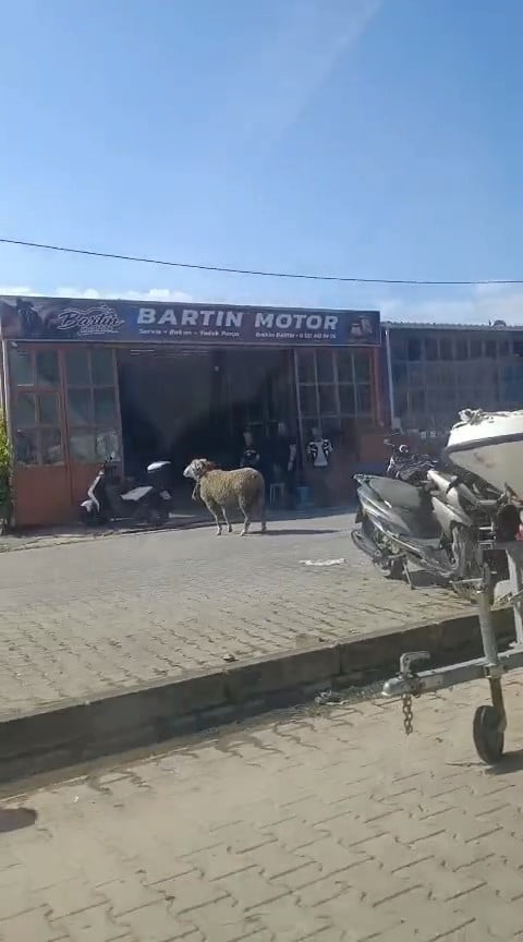 ÇANAKKALE'NİN GELİBOLU İLÇESİNDE FİRARİ KURBANLIK KOÇU SANAYİ ESNAFI YAKALADI.