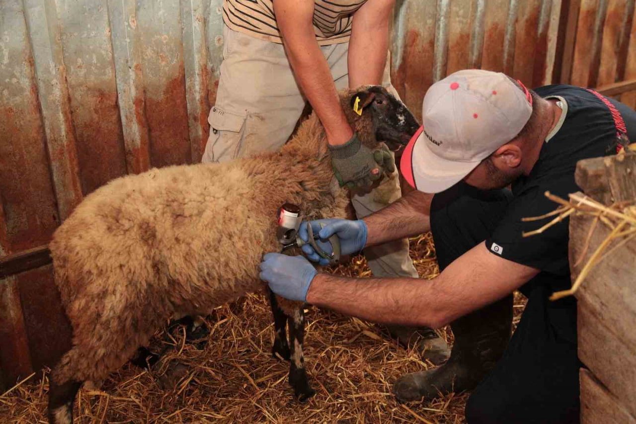 ÇANAKKALE İL TARIM VE ORMAN MÜDÜRLÜĞÜ EKİPLERİ KÜÇÜKBAŞ HAYVAN SAĞLIĞI İÇİN SAHADA ÇALIŞMALARA...